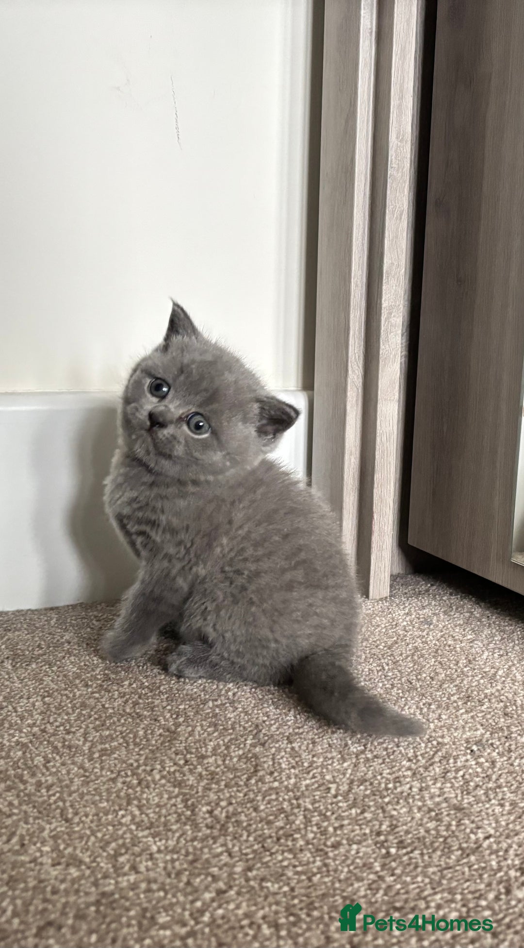 British Shorthair cats for sale: Chunky Lilac & blue bsh kittens  - Image 5