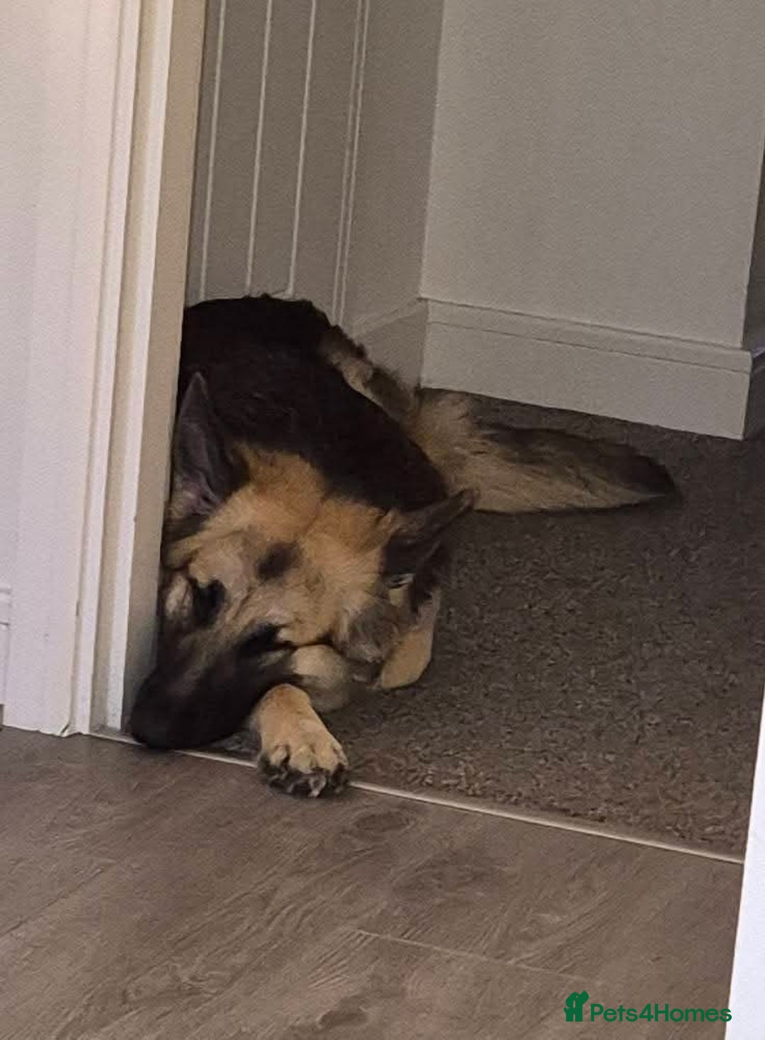 German Shepherd dogs for sale: Female German shepherd  - Advert 5