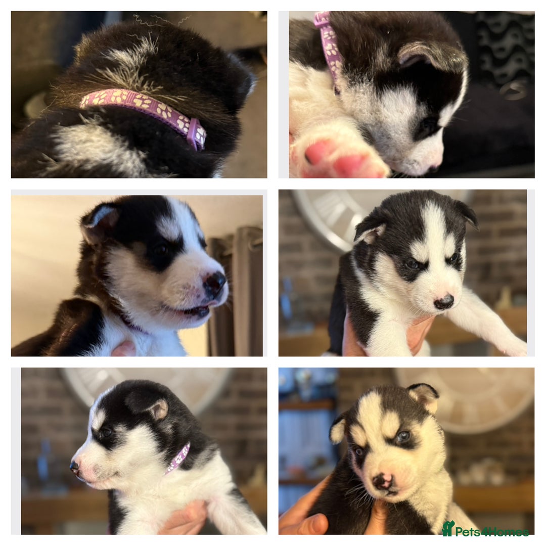 Siberian Husky dogs for sale: Siberian husky puppy’s for sale  - Image 14
