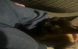 Domestic Shorthair cats for sale: Black domestic kitten  - Image 3