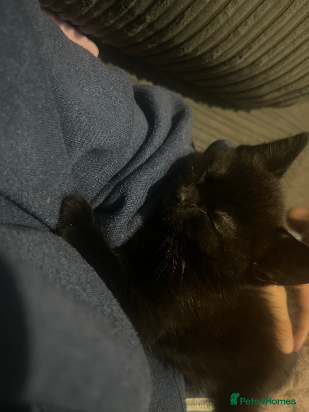 Domestic Shorthair cats for sale: Black domestic kitten  - Image 3