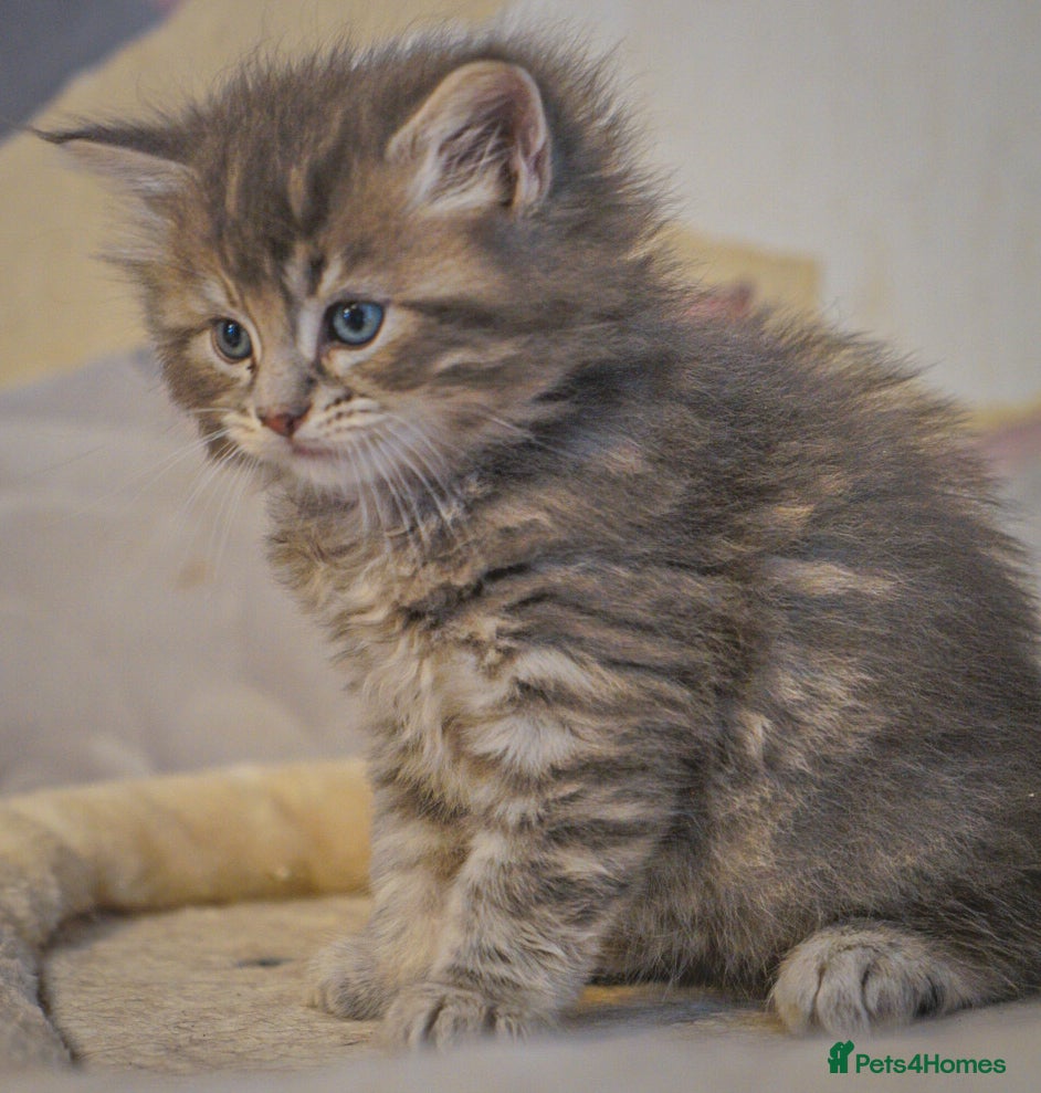 Maine Coon cats Gorgeous full breed Mainecoon kittens ready may 20 - Advert 12