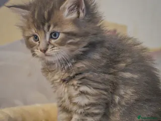 Maine Coon cats Gorgeous full breed Mainecoon kittens ready may 20 - Advert 12