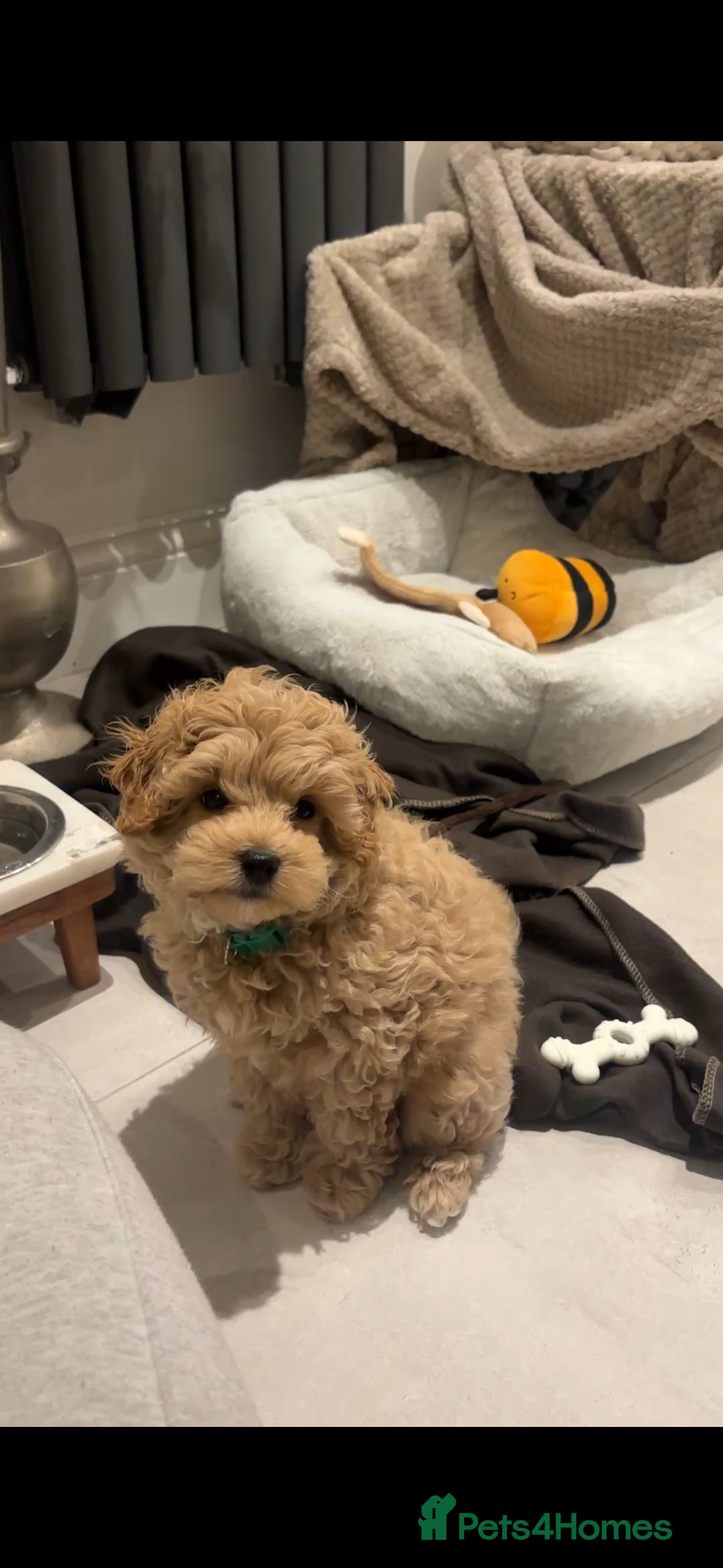 Maltipoo dogs Maltipoo Male Puppy - 10 weeks old  - Advert 1