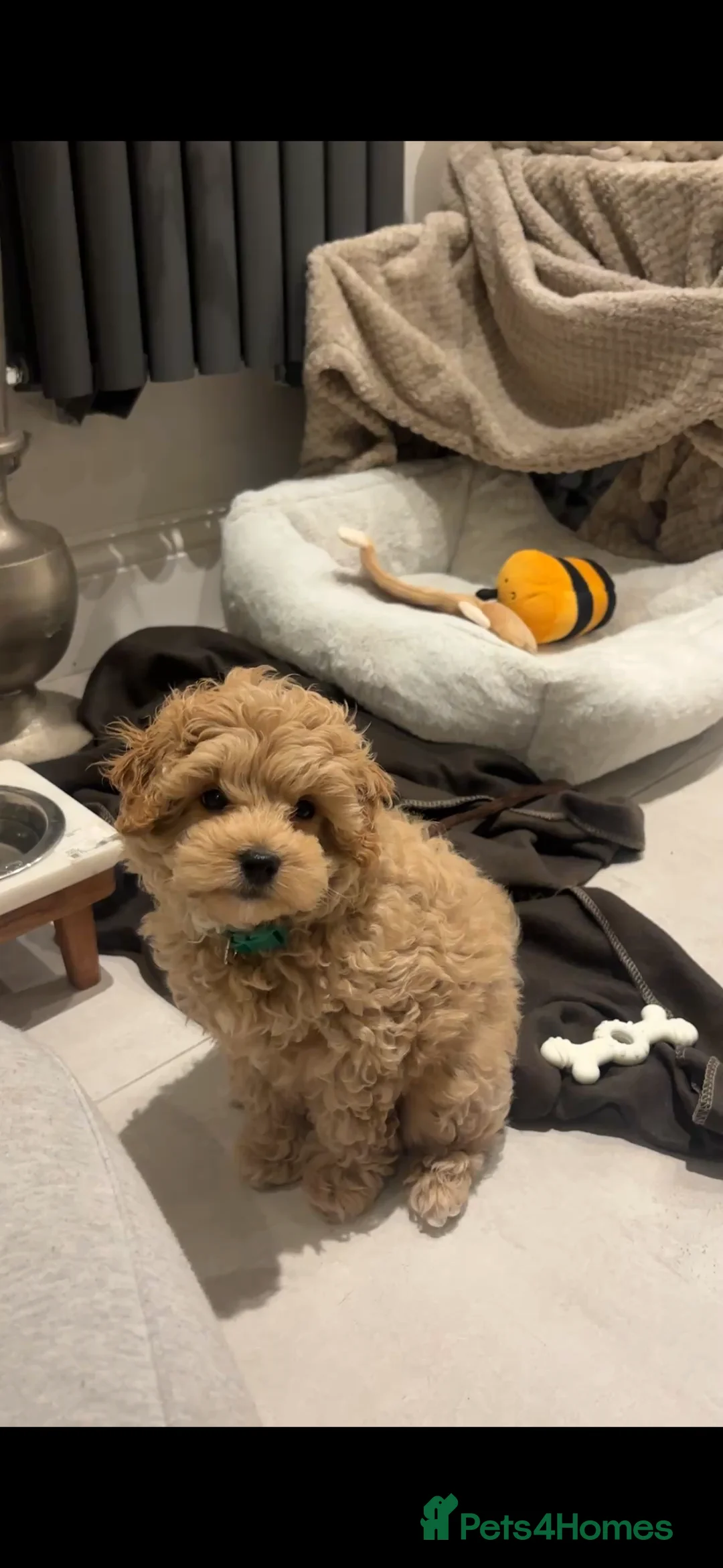 Maltipoo dogs for sale: Maltipoo Male Puppy - 10 weeks old  - Advert 2