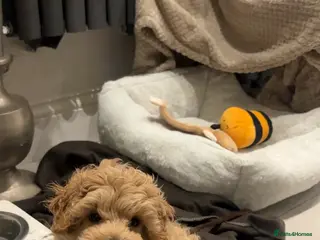 Maltipoo dogs Maltipoo Male Puppy - 10 weeks old - Advert 1