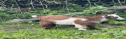 Goats livestock for sale: Pygmy goats for sale in Stoke-on-Trent - Advert 7