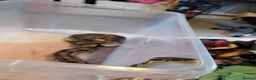 Python Snake reptiles for sale: Ball python for sale!  - Advert 4