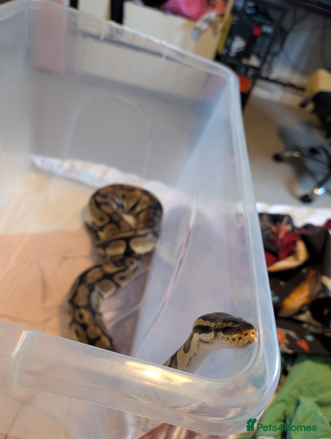Python Snake reptiles for sale: Ball python for sale!  - Advert 4