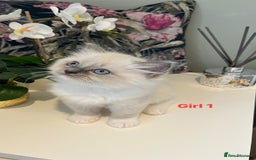 Ragdoll cats for sale: Beautiful Ragdoll Kittens - Advert 7
