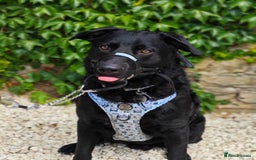 Mixed Breed dogs for adoption: Rocco - Image 6