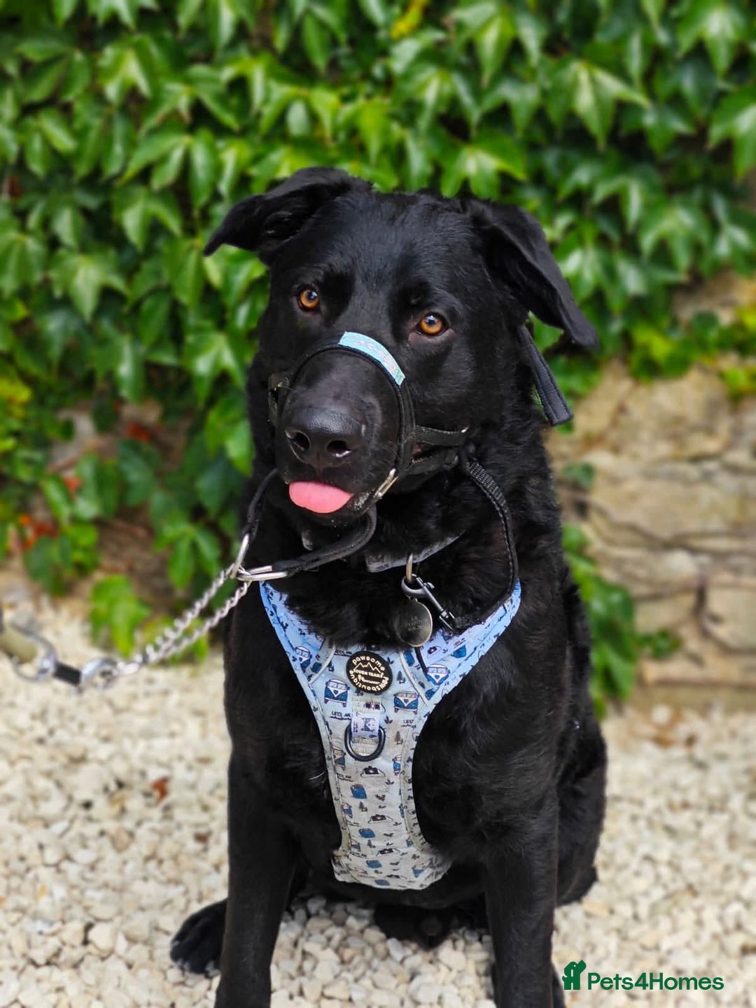 Mixed Breed dogs for adoption: Rocco - Image 6