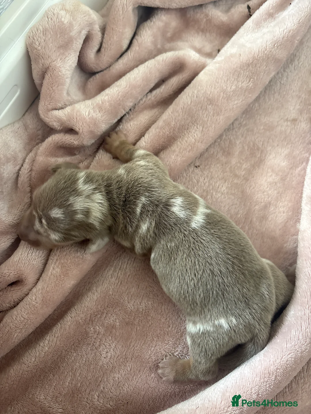 Miniature Dachshund dogs for sale: 7 miniature dachshunds available  in Droitwich - Advert 1