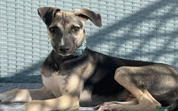 Mixed Breed dogs for sale: Mixed breed lovely little boy  - Image 3