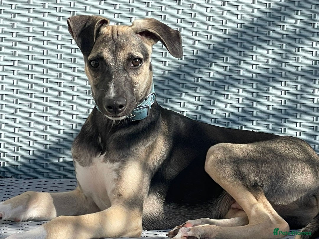 Mixed Breed dogs for sale: Mixed breed lovely little boy  - Image 3