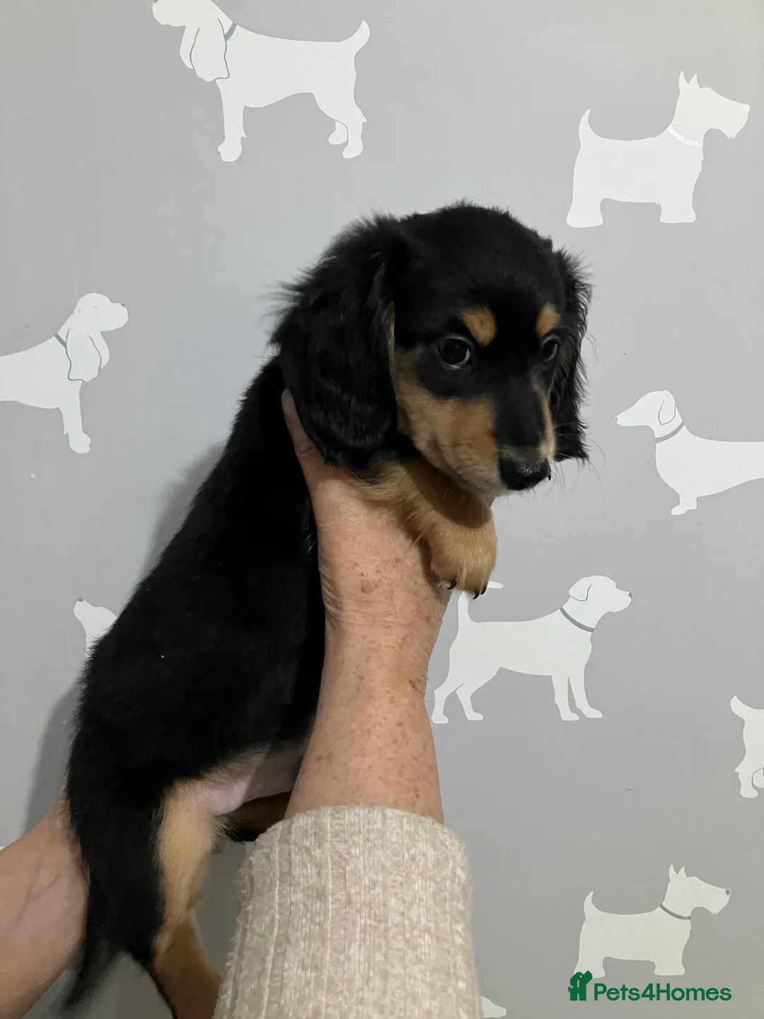 Miniature Dachshund dogs for sale: KC Reg Miniature Long Hair Dachshund  - Advert 5