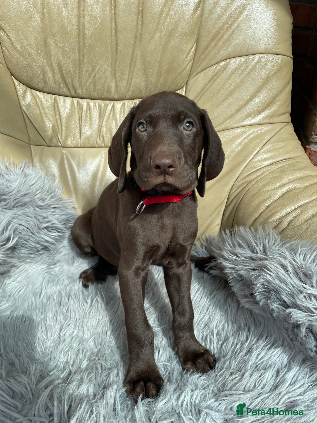 Mixed Breed dogs for sale: Stunning boys and girls available  - Image 4