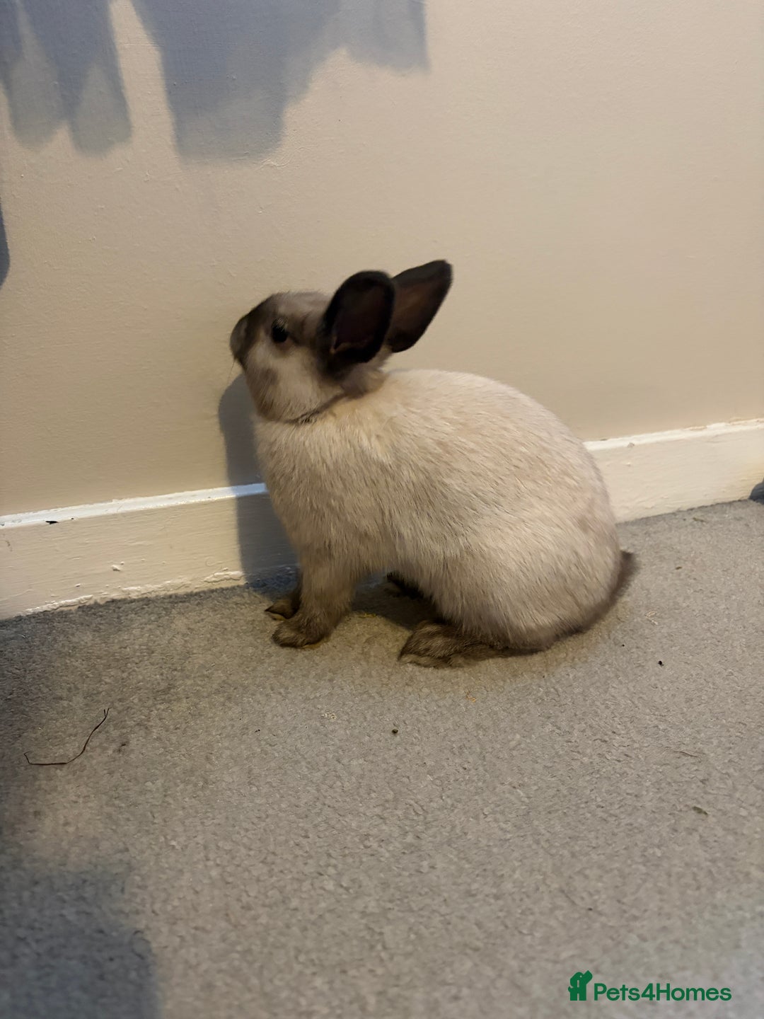 Mixed Breed rabbits for sale: Rehoming rabbit - Advert 3