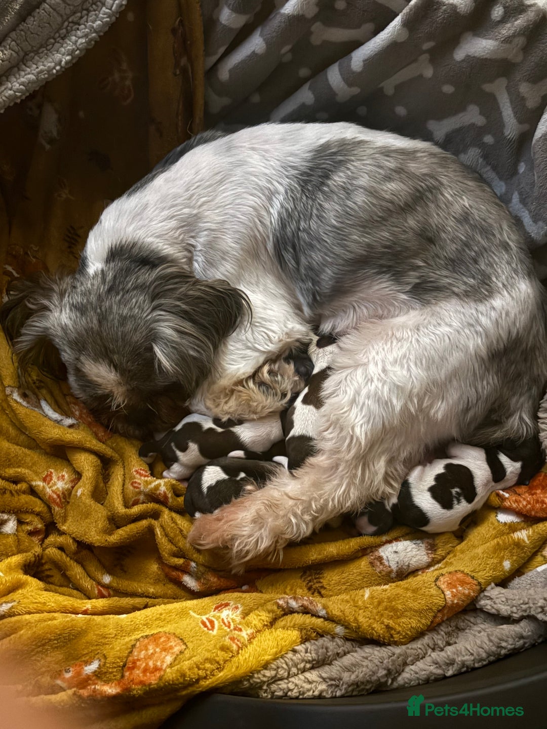 Shih Tzu dogs for sale: Shih tzu pups  - Image 13