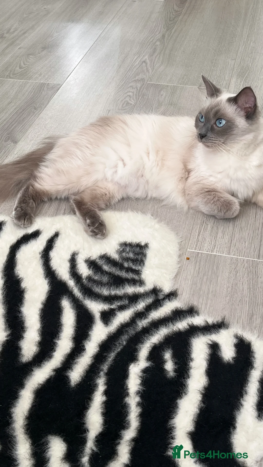 Ragdoll cats for sale: Beautiful Ragdoll Kittens – Ready To Reserve  - Advert 2