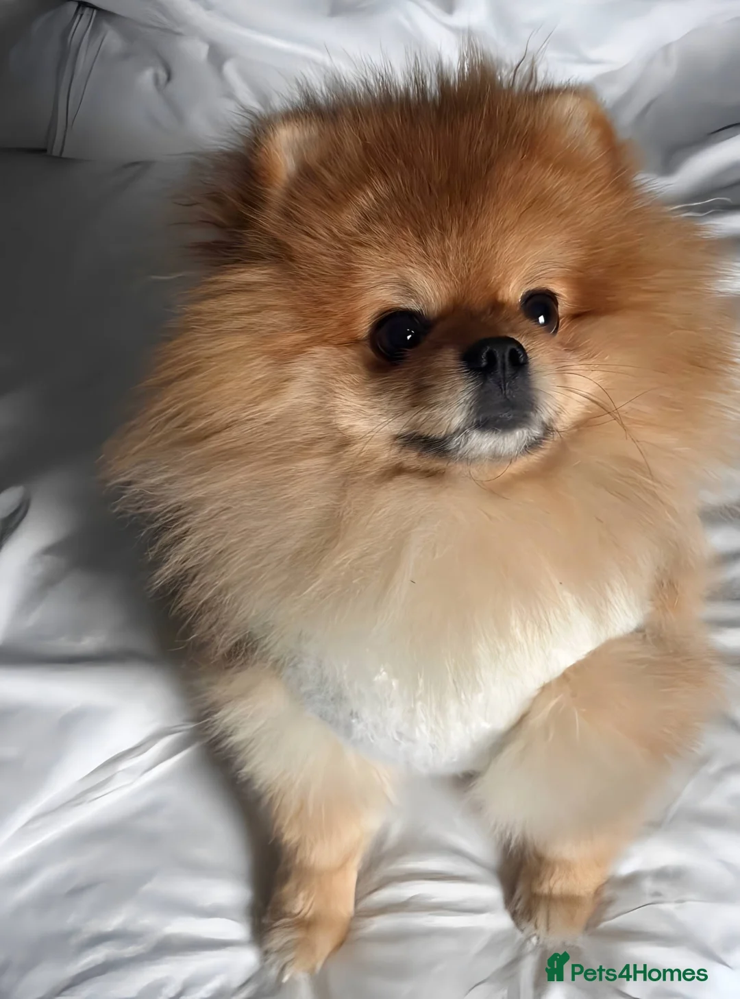 Pomeranian dogs for stud: Exclusive Pomeranian Stud  in Basildon - Advert 1