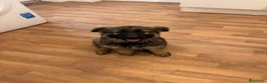 German Shepherd 1