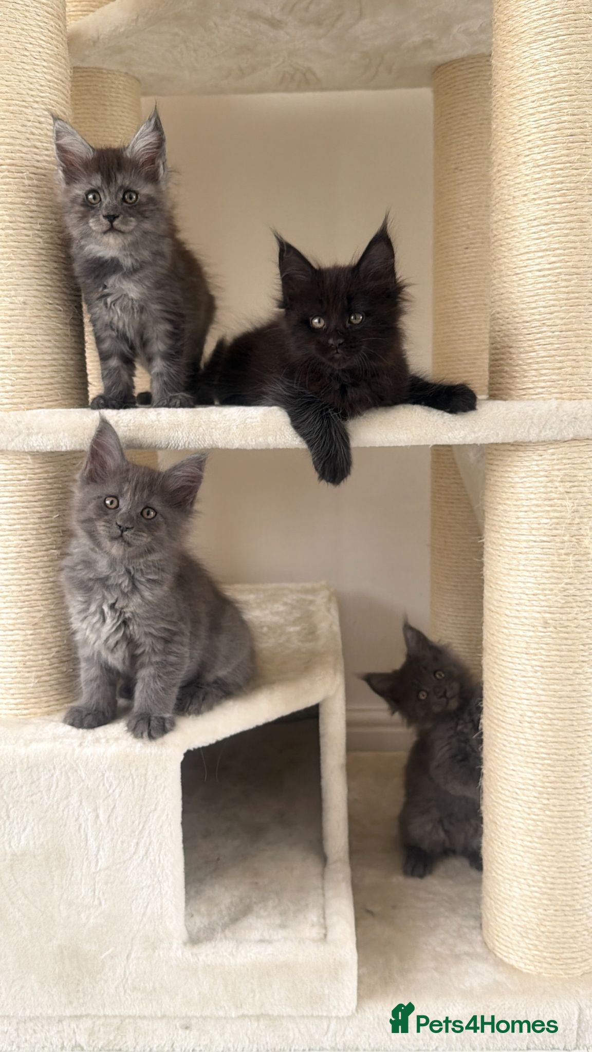 Maine Coon cats 4 left. SHOW QUALITY MAINE COON KITTENS  - Advert 2