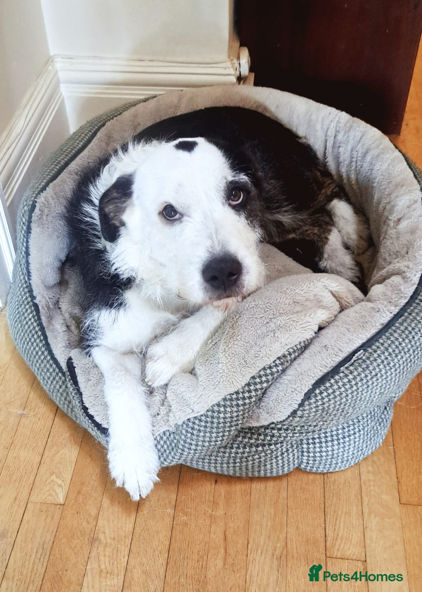 Mixed Breed dogs for sale: 2 yr old female Bulldog/Old English Sheepdog Mix - Advert 2