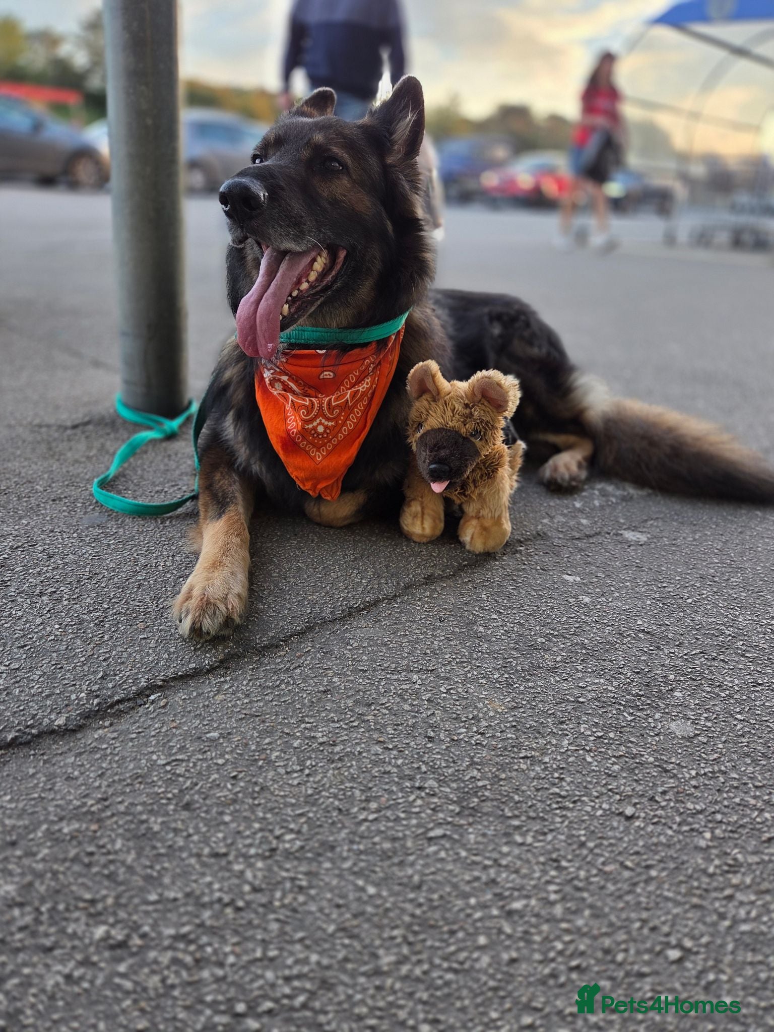 German Shepherd dogs 8 year old German shepherd  - Advert 2