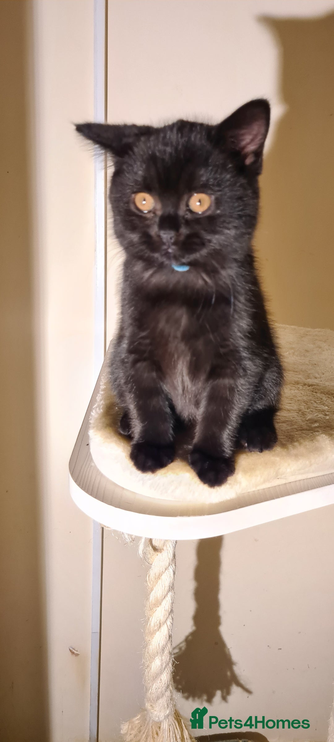 British Shorthair cats for sale: British shorthair black and blue kittens - Advert 21