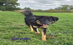 Mixed Breed dogs for adoption: Buddy Needs a Very Special Home - Image 7