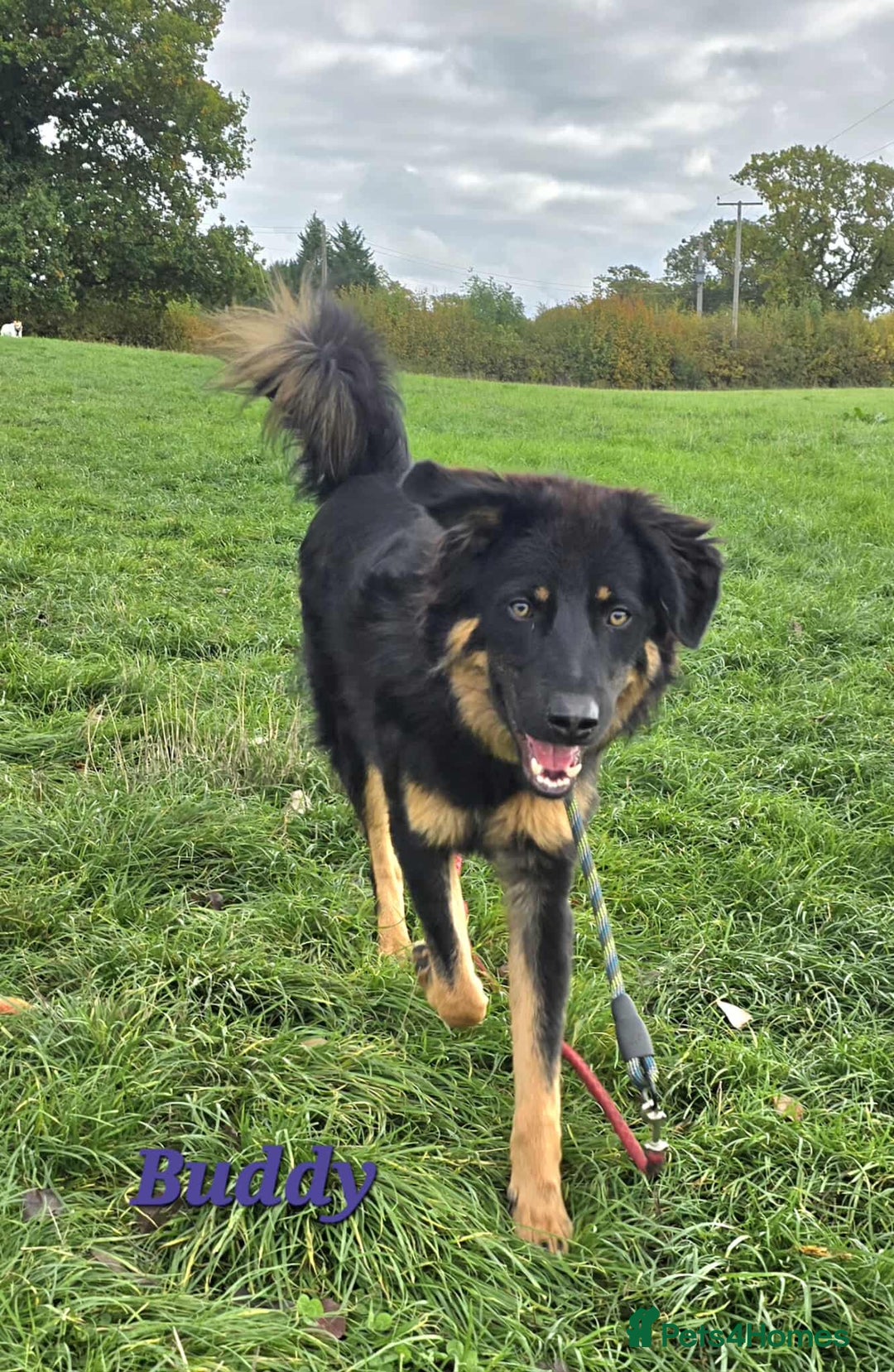 Mixed Breed dogs for adoption: Buddy Needs a Very Special Home - Image 7