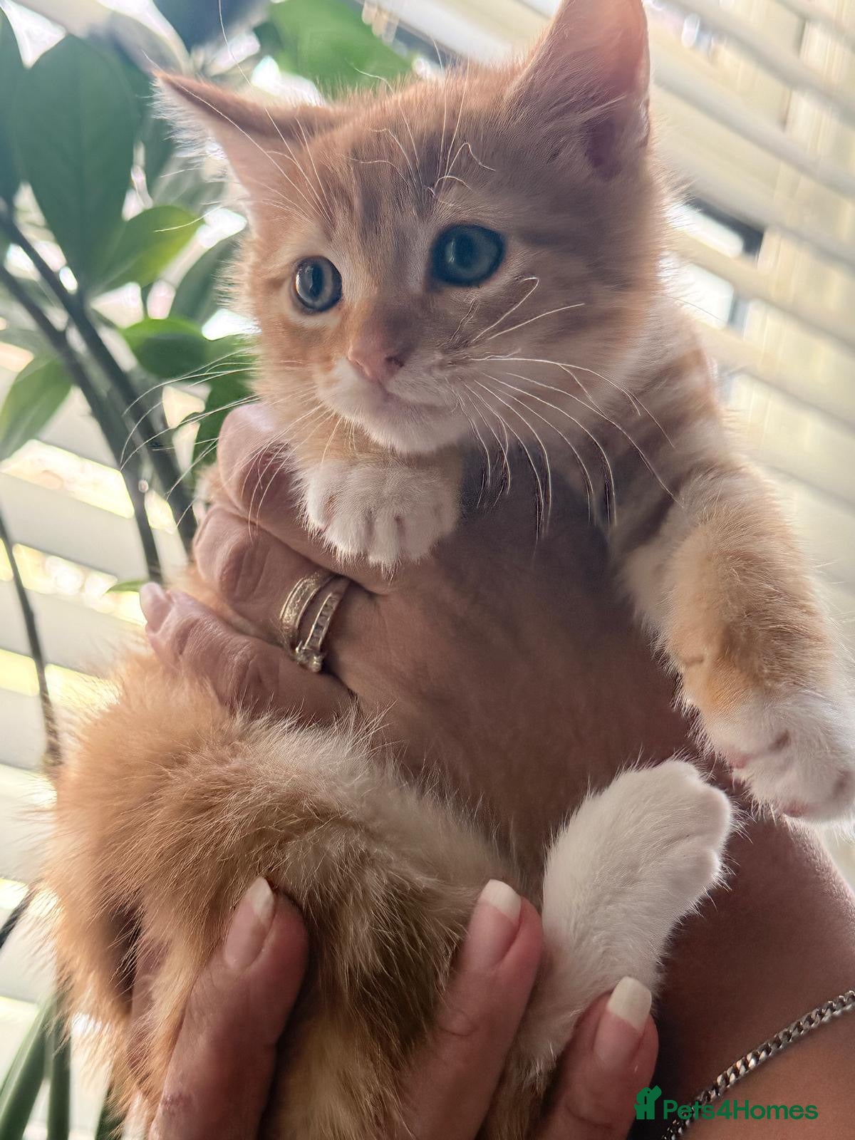 Mixed Breed cats kittens available  - Advert 1