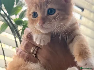 Mixed Breed cats kittens available - Advert 1