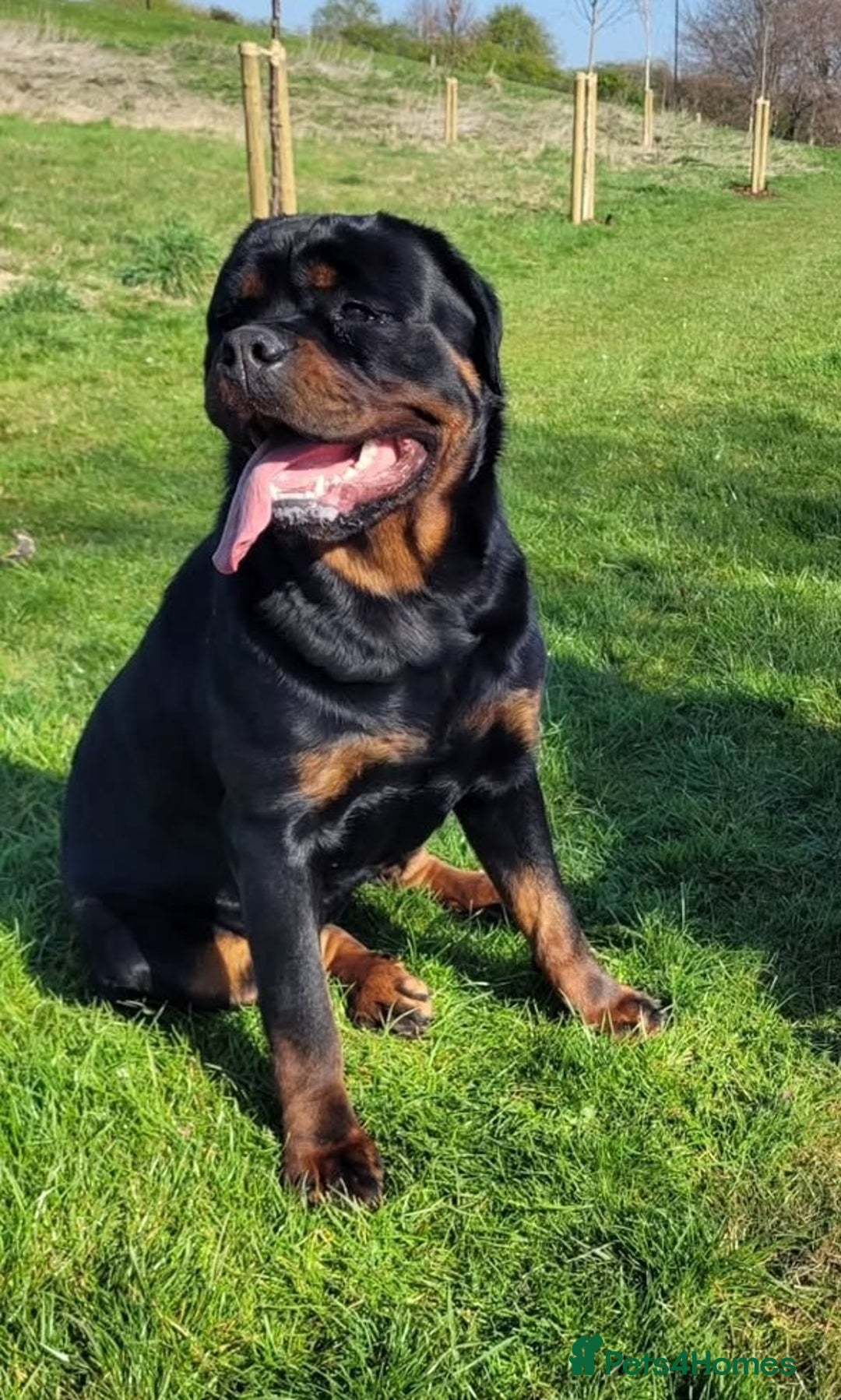 Rottweiler dogs for sale: Giant rottweiler pups,bred 4 size/health/temprment - Advert 9