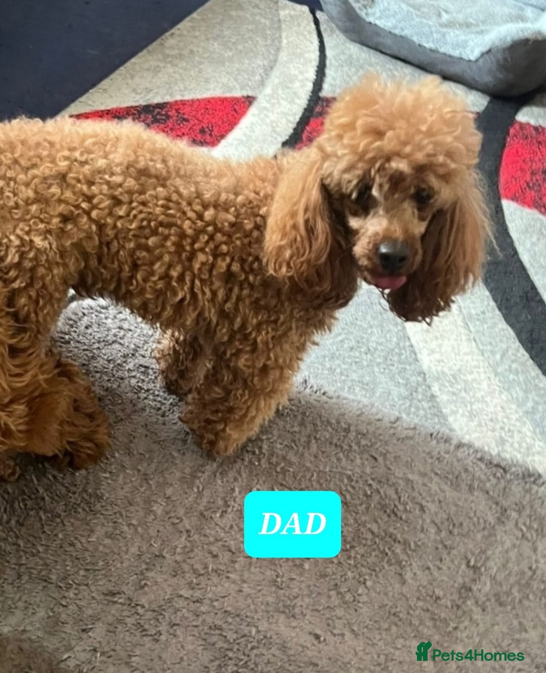 Cavapoo dogs for sale: Red cavapoo puppies fully health checked - Advert 2
