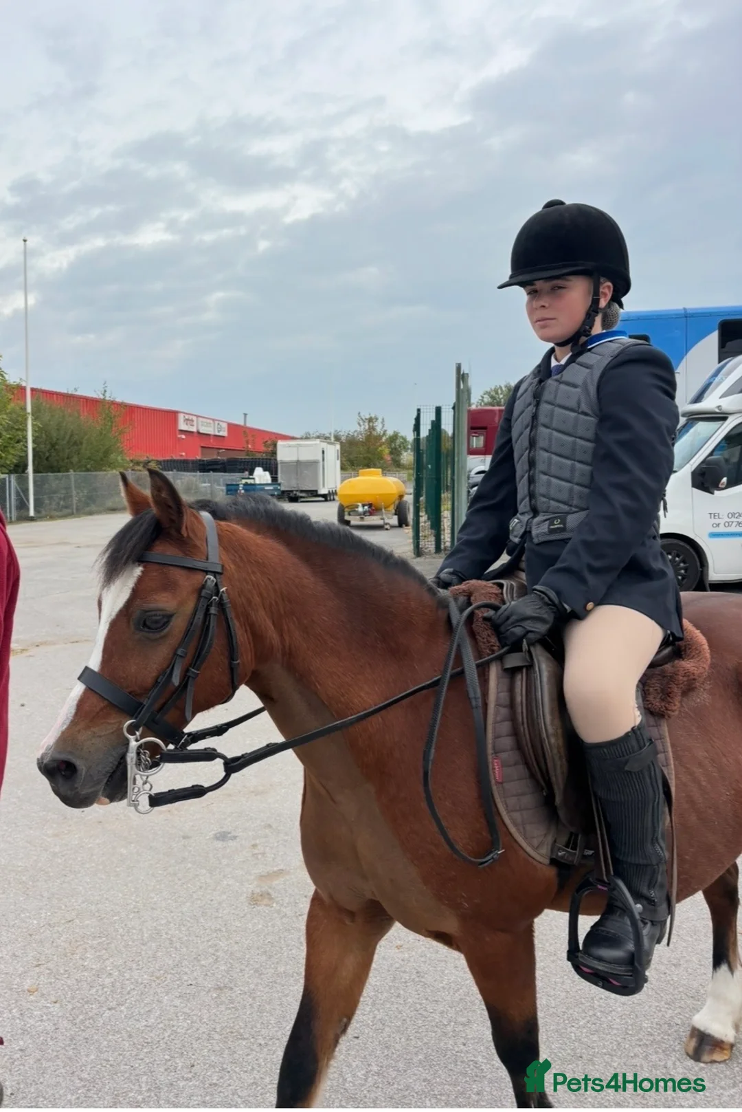 Welsh Section A horses for sale: Alfie - Advert 1