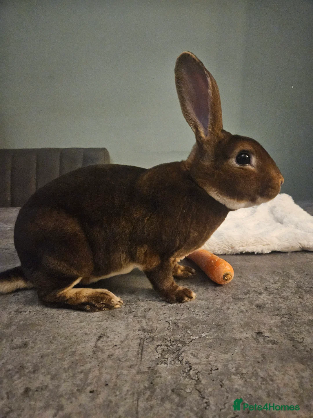 Rex rabbits for sale: Purebred Chocolate Otter Mini Rex buck 12 weeks  - Advert 7