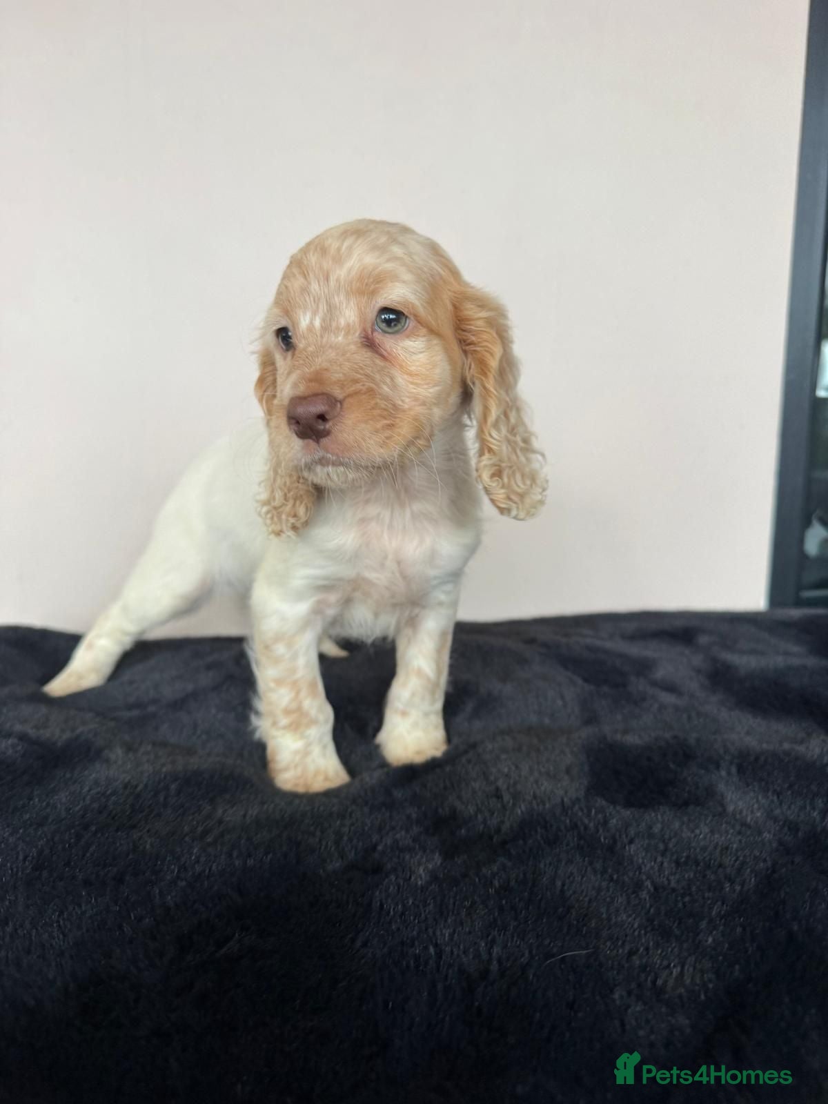 Cocker Spaniel dogs KC registered, fully health tested working cockers - Advert 2