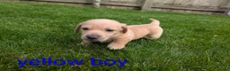 Dachshund dogs for sale: Dachshund pups - Advert 20