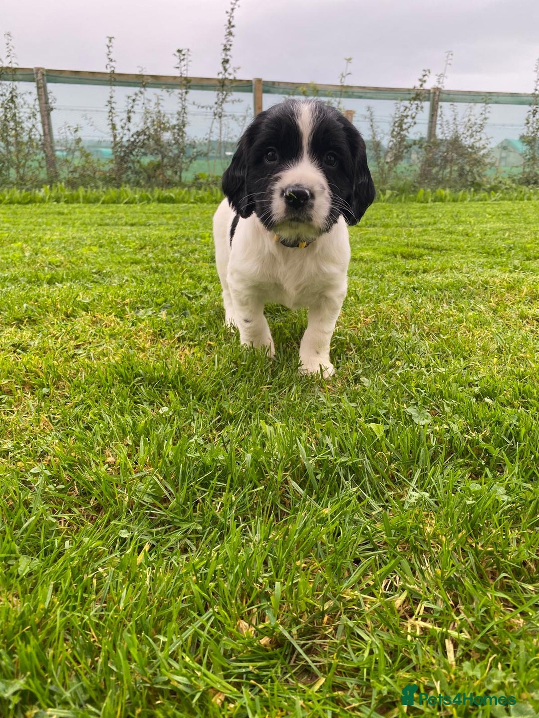 English Springer Spaniel dogs for sale: English Springer Spaniel puppies for sale - Image 5