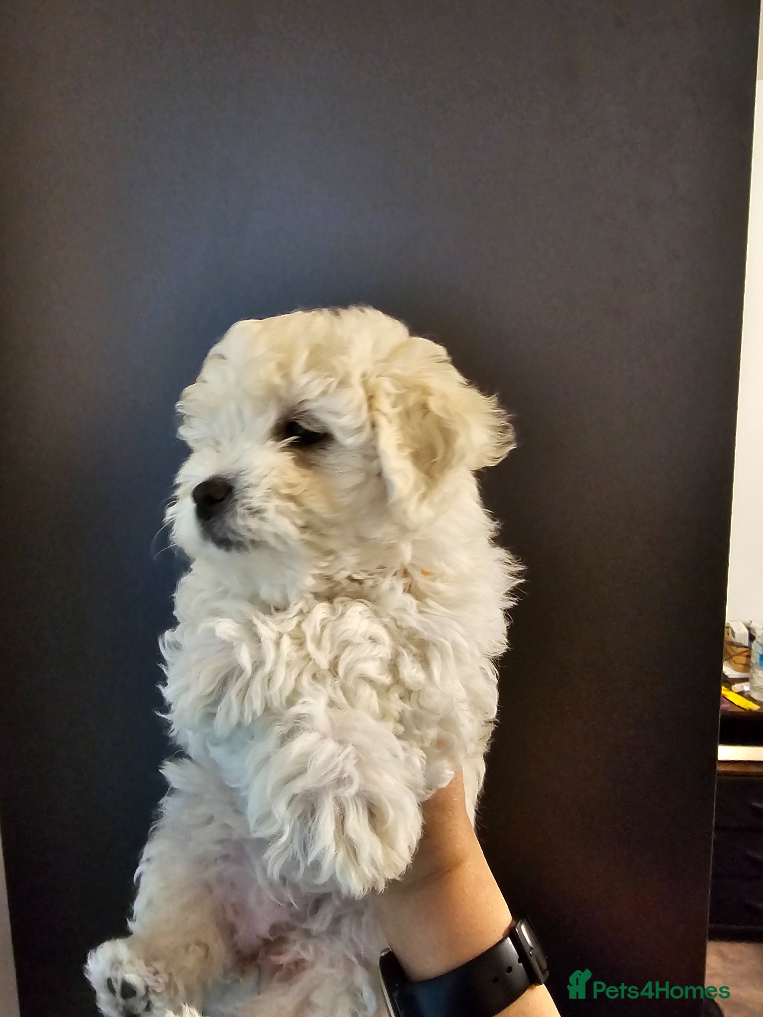 Bichon Frise dogs Bichon frise puppies - Advert 1