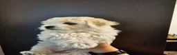 Bichon Frise dogs for sale: Bichon frise puppies - Advert 1