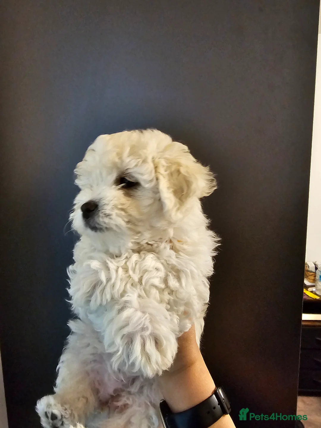 Bichon Frise dogs for sale: Bichon frise puppies - Advert 1