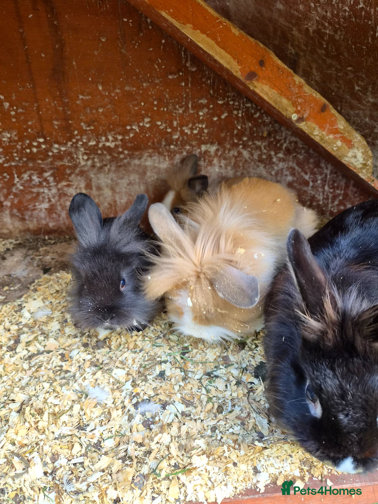 Lionhead rabbits for sale: 5 baby lion heads for sale £60 each  in Manchester - Advert 9