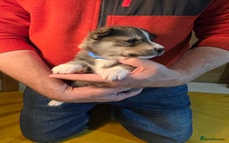 Siberian Husky dogs for sale: Siberian husky pups  - Advert 7