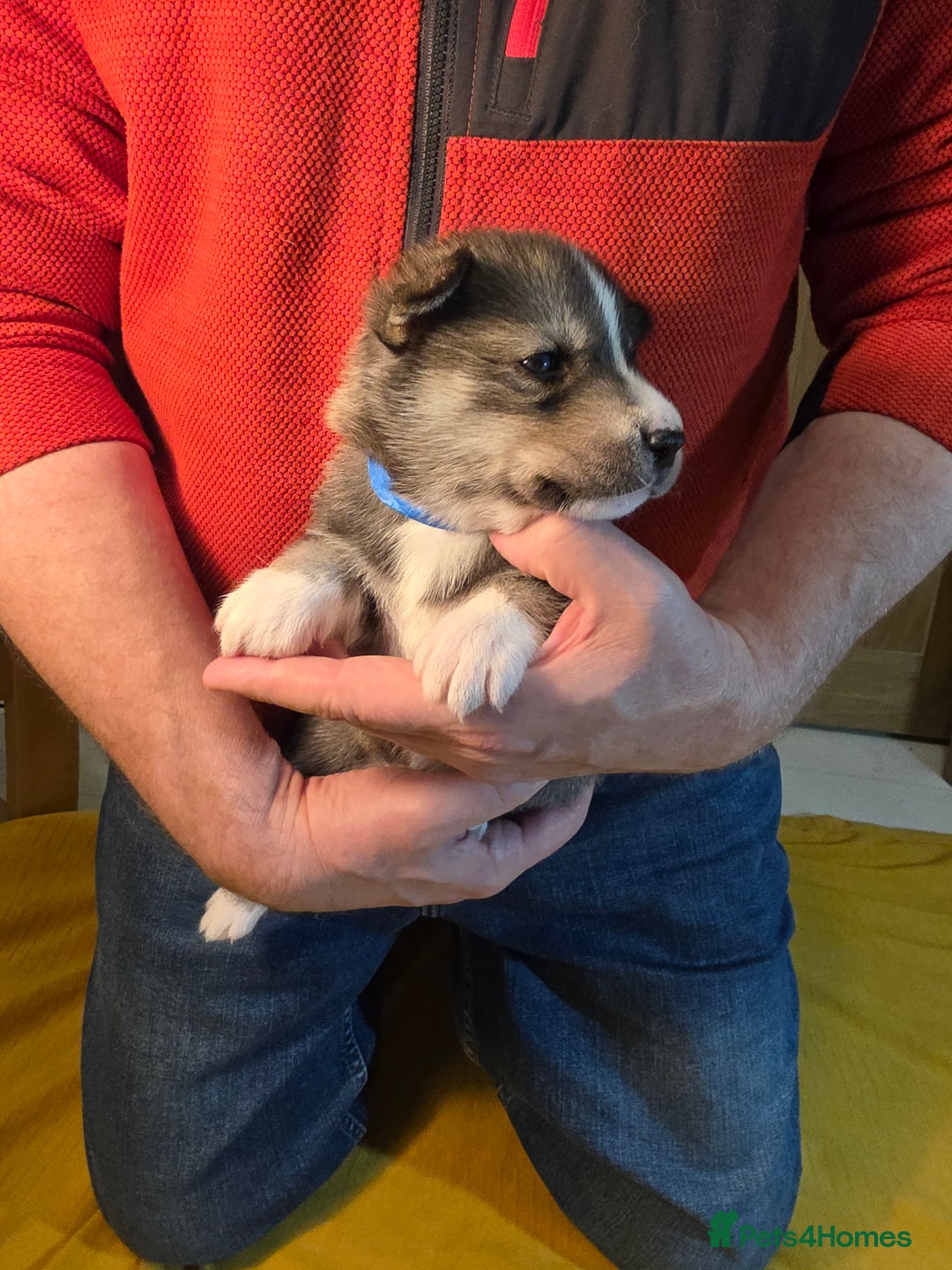 Siberian Husky dogs for sale: Siberian husky pups  - Advert 7