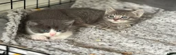 British Shorthair cats for sale: 2 kittens for sale 1male 1 female  - Advert 15
