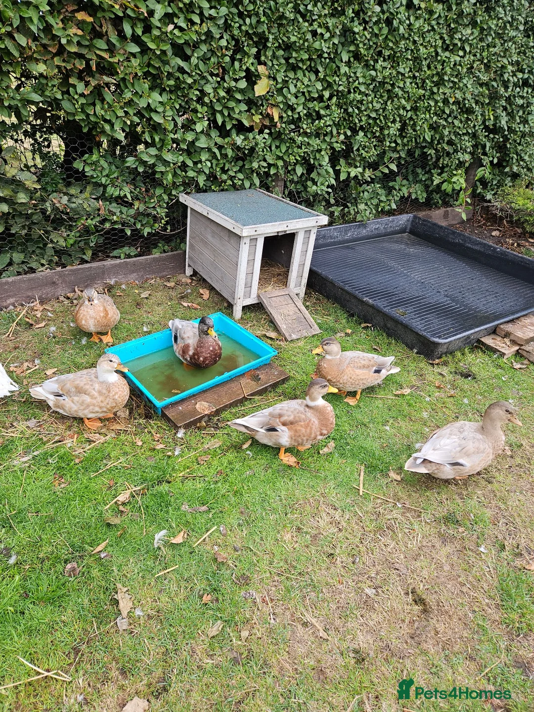 Ducks poultry for sale: Call Ducks - Advert 1