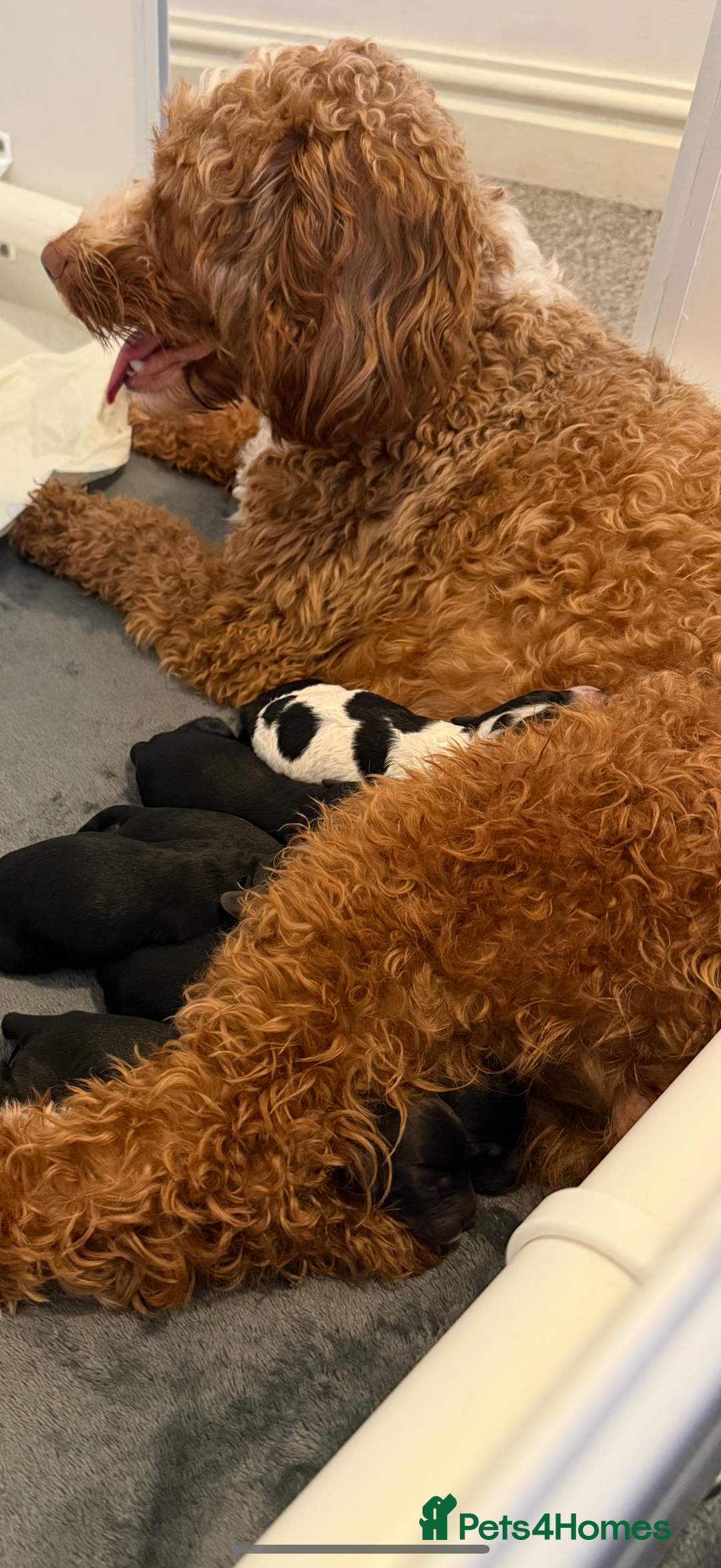 Cockapoo dogs for sale: Beautiful Cockapoo Puppies  - Advert 15